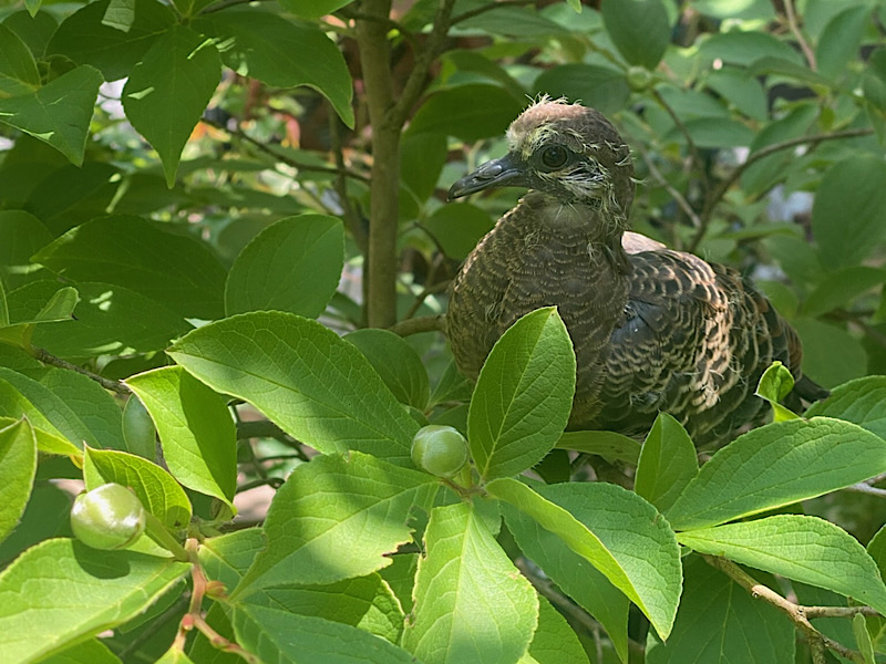 野鳩ひな