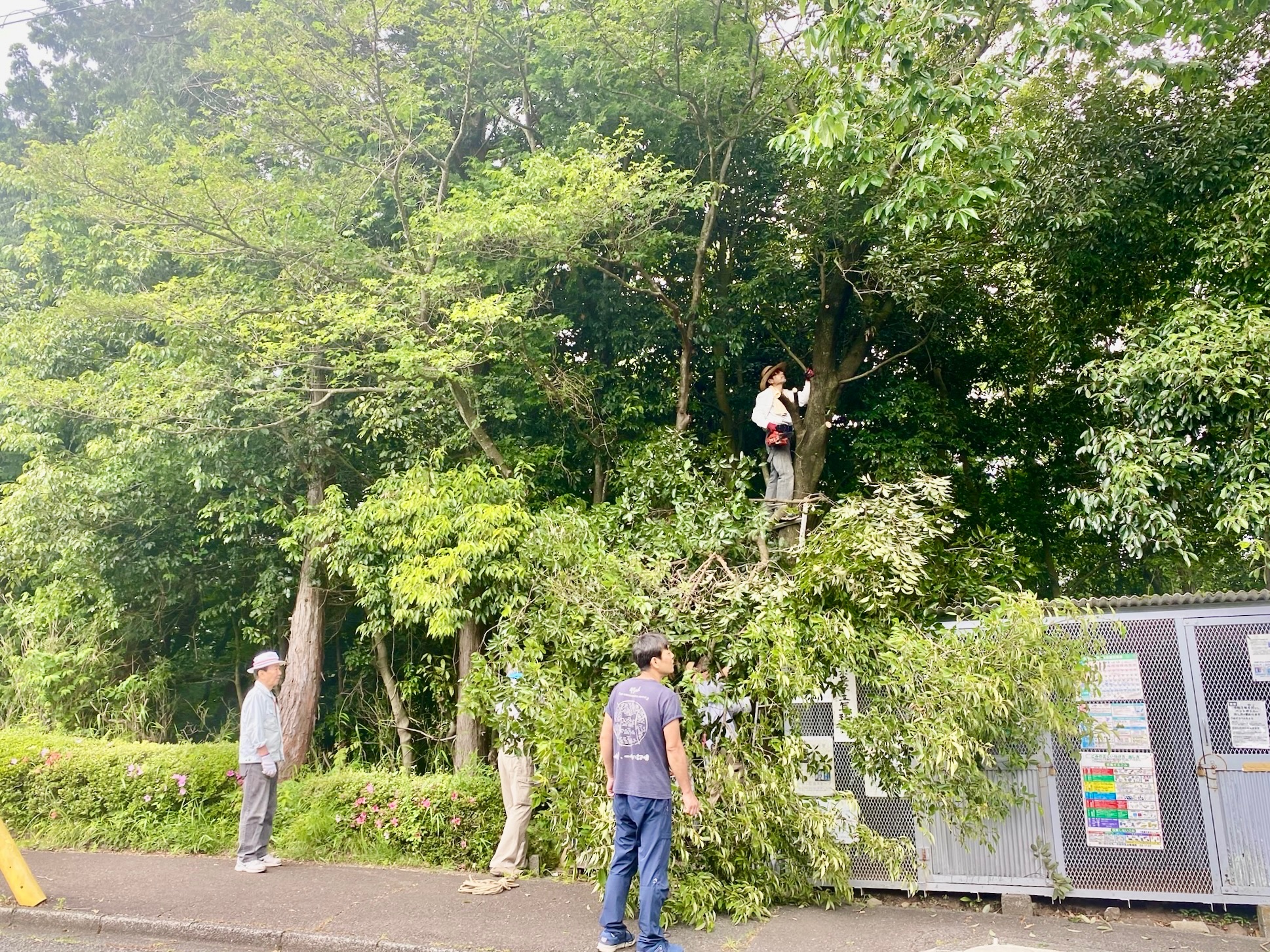 枝落とし