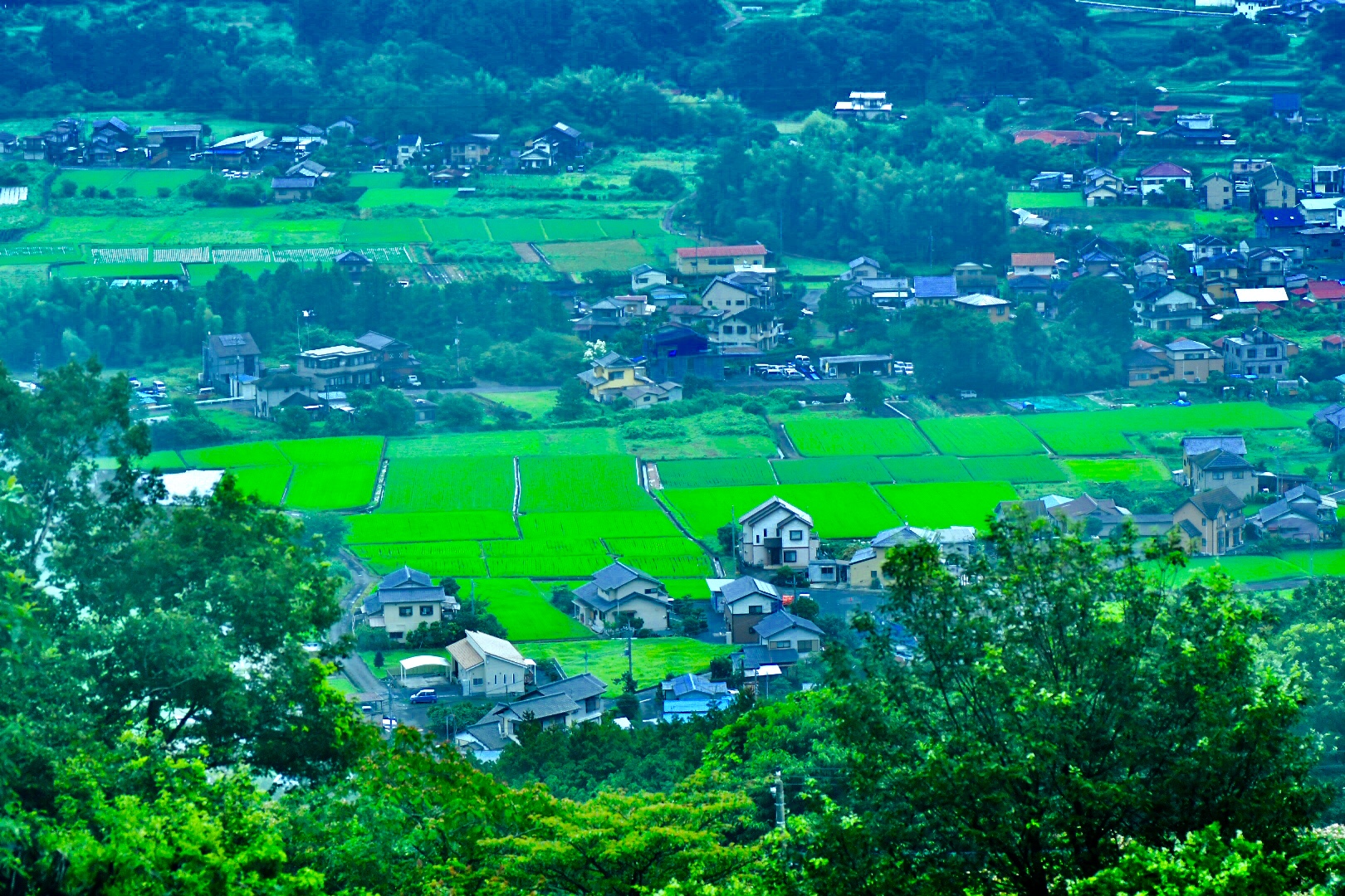 東側からの緑稲 Image